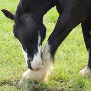 Meet your Posher, Michelle shelly